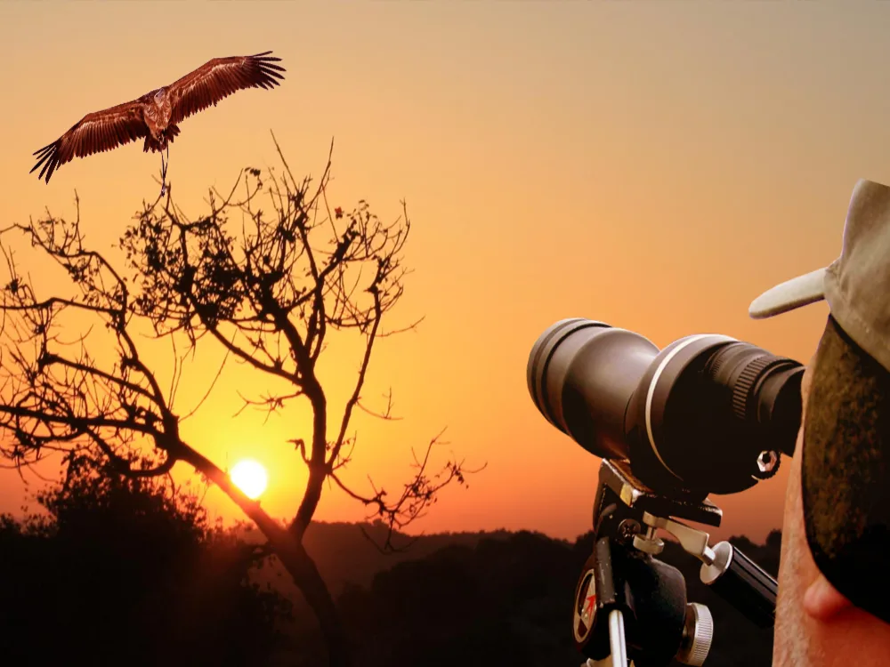 Bird-watching Rentals