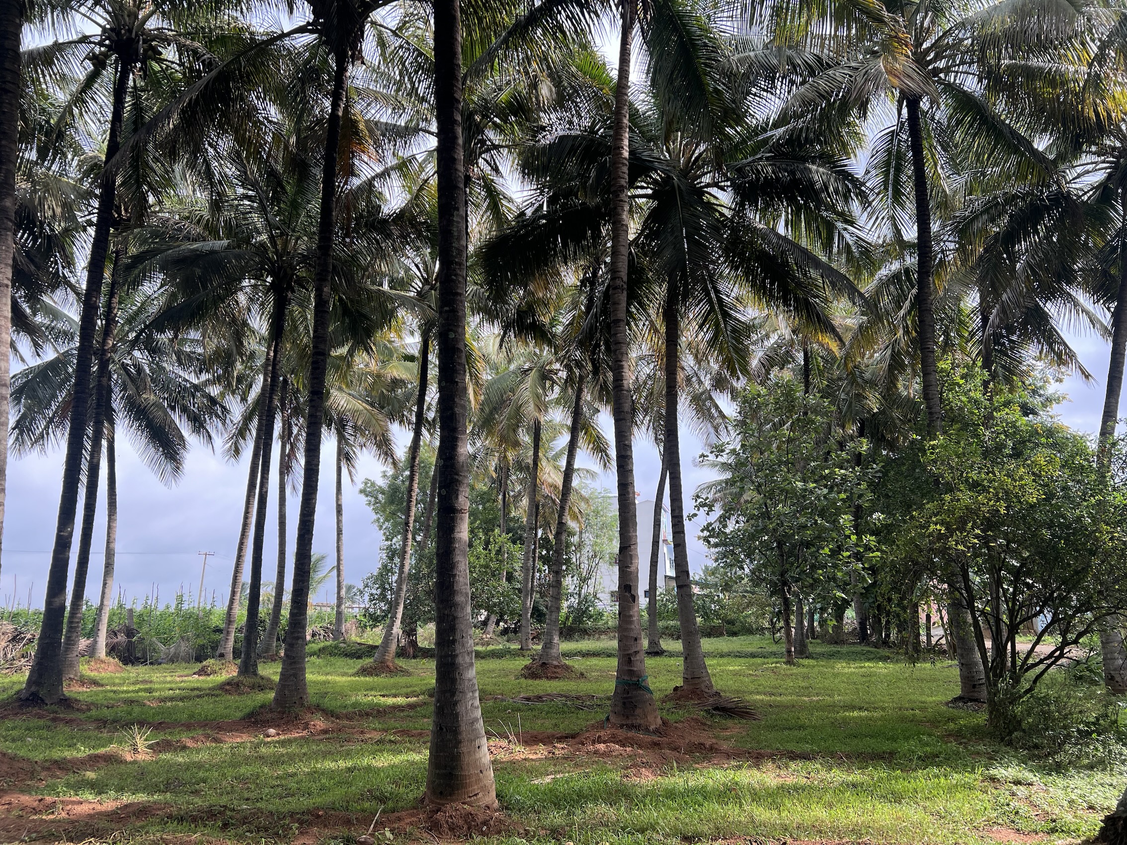 Individual Plot – hosur
