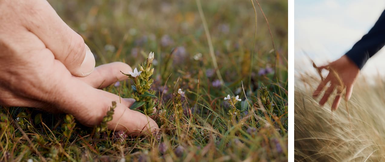 A close up of wild flowers on Penhale Dunes, Cornwall