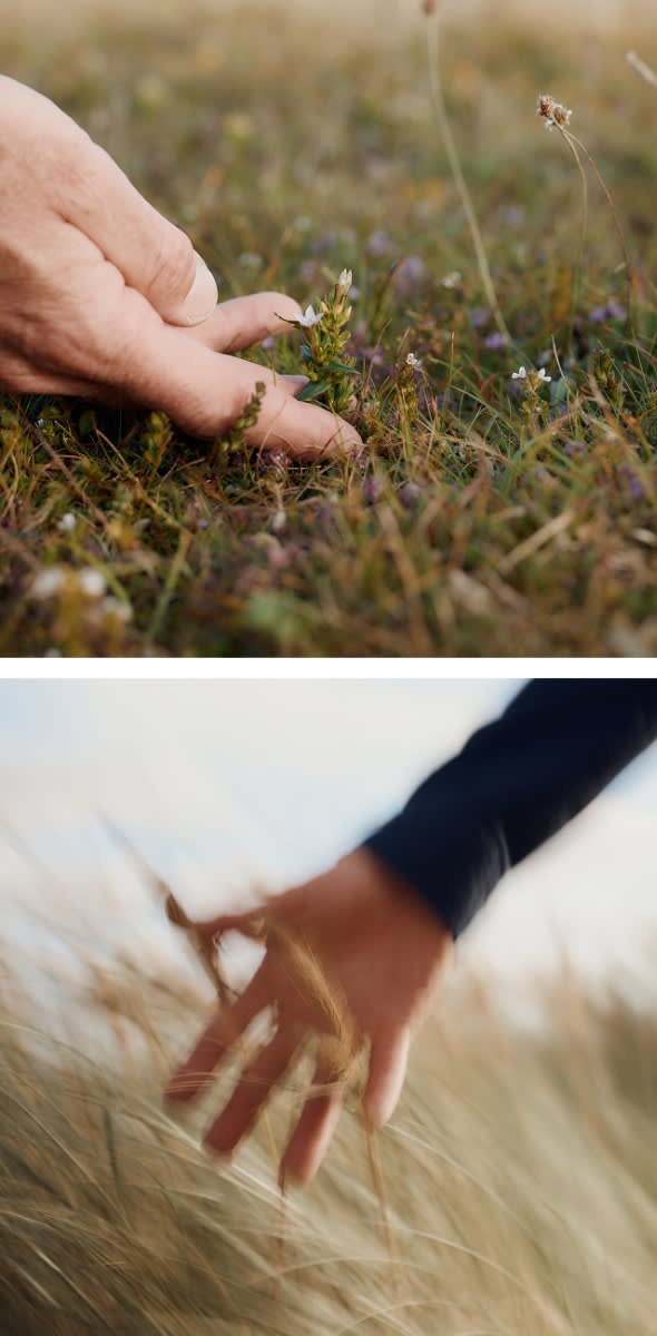 A close up of wild flowers on Penhale Dunes, Cornwall