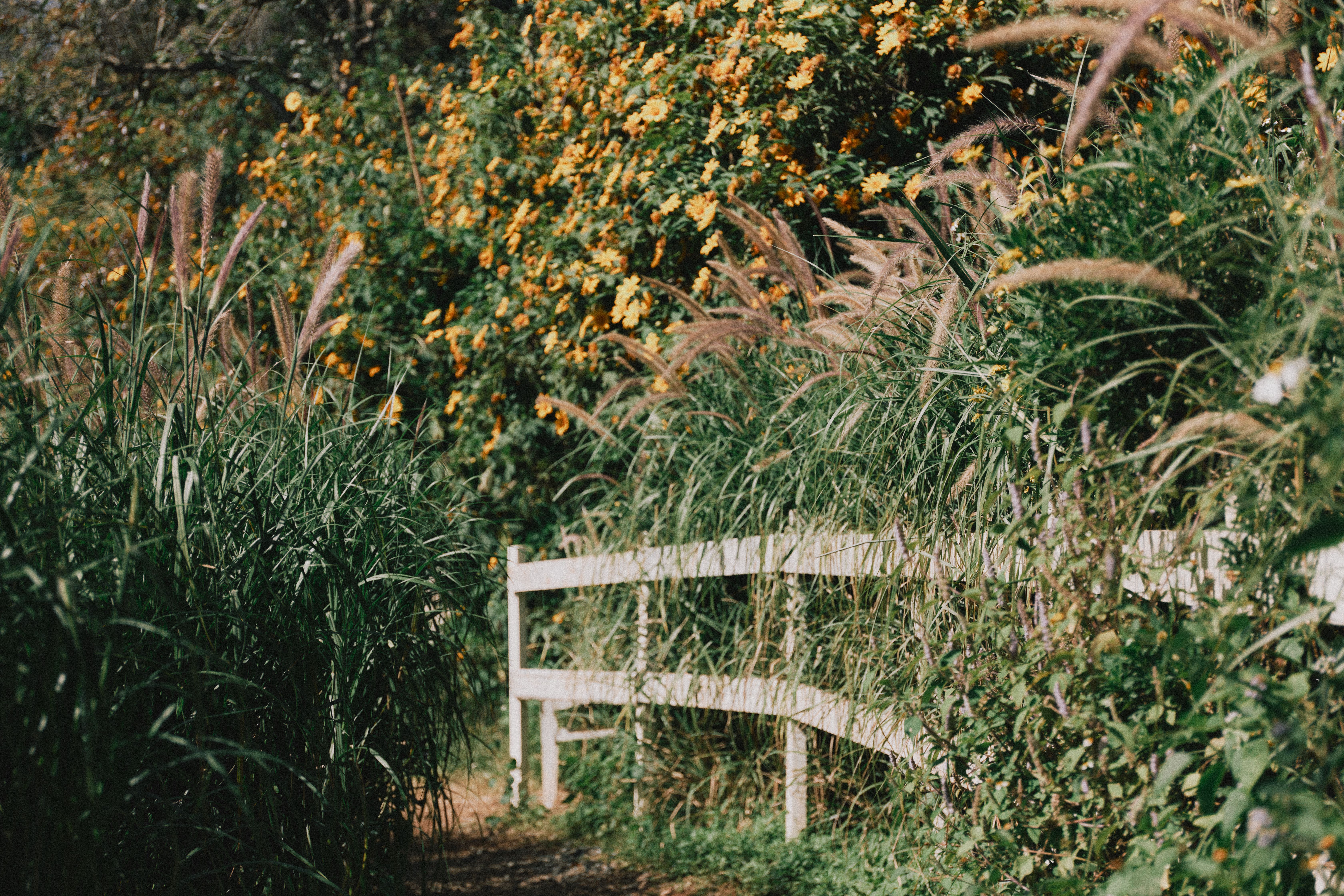 Allée et clôture de jardin