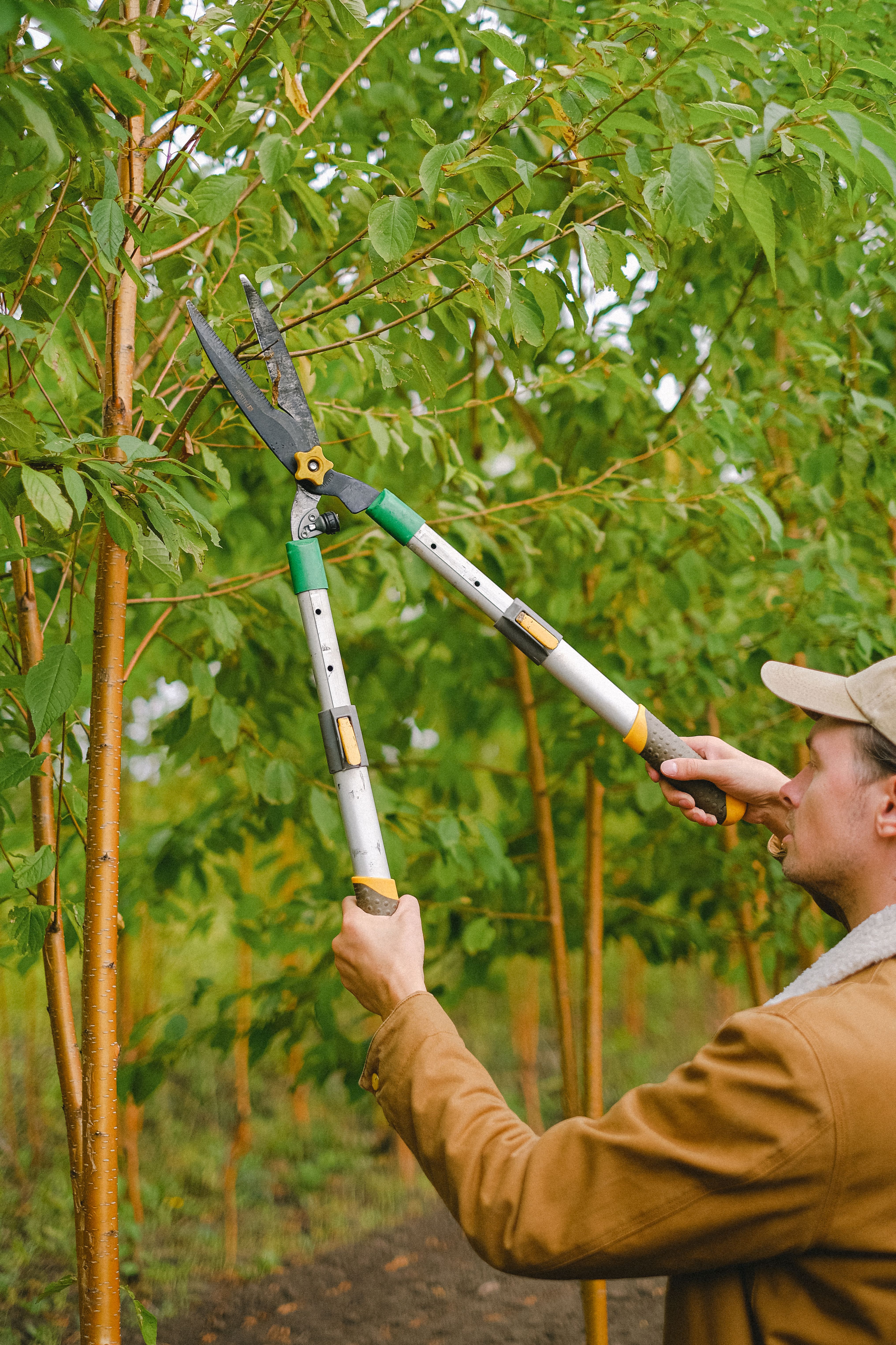 Taille de branches