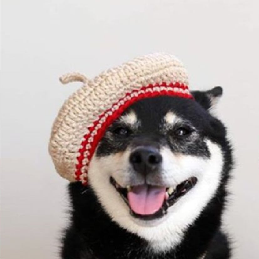 DIY Mini Mixed Color Hand-knitted Beret Cute Pet view 5