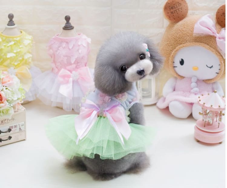 Dog Skirt Princess Tutu Spring-Summer Teddy Dress Mesh Thin Summer Dog Clothes view 10