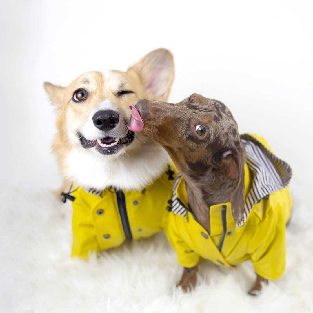 Tide Brand Windproof And Rainproof British Retro Padded Dog Raincoat, Dog Pet Jacket view 5