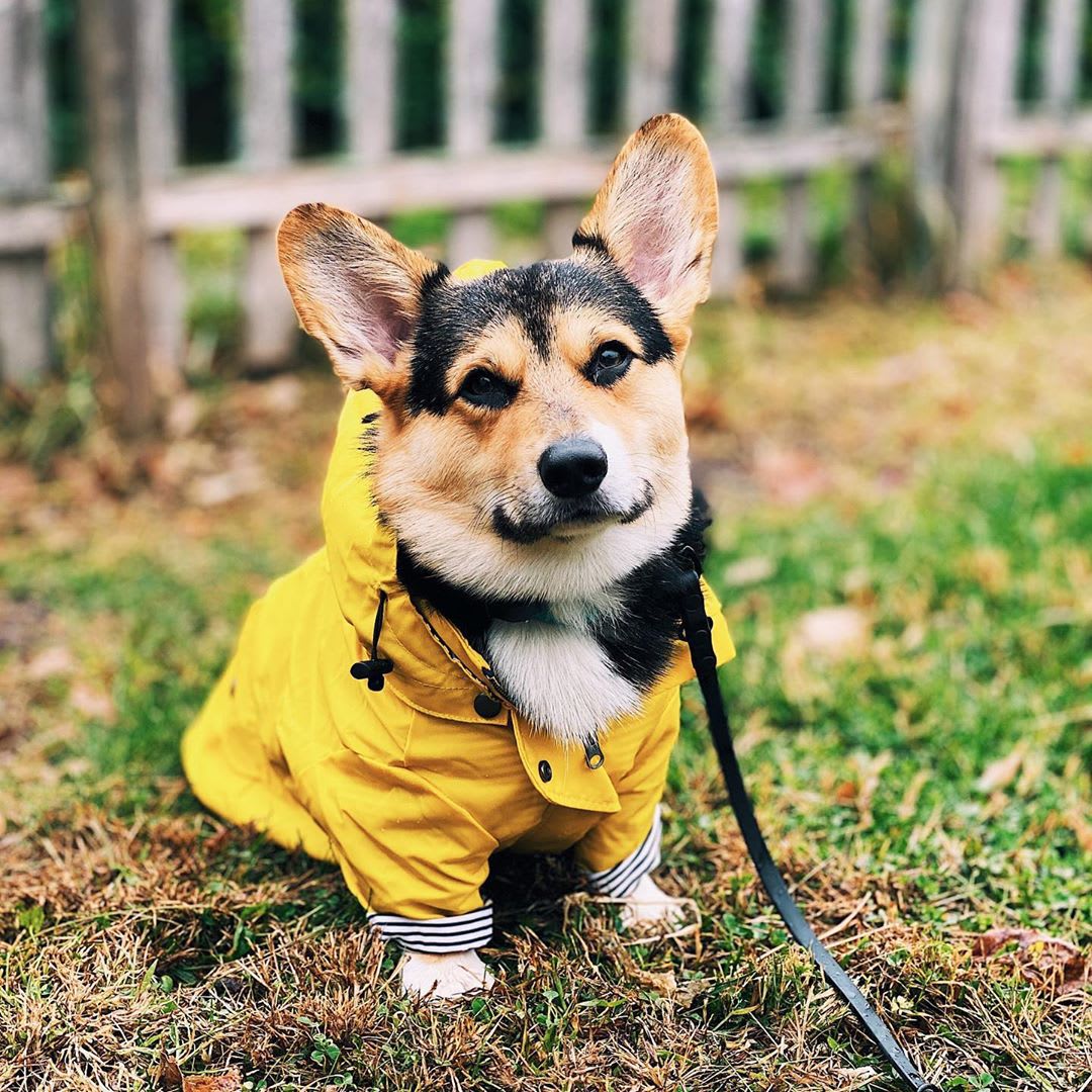 Tide Brand Windproof And Rainproof British Retro Padded Dog Raincoat, Dog Pet Jacket view 2