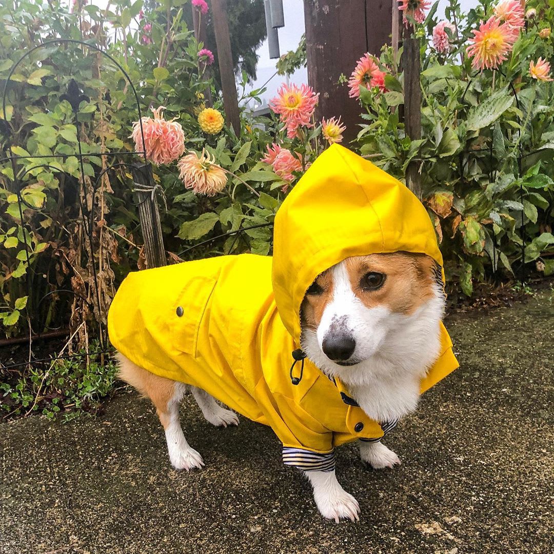 Tide Brand Windproof And Rainproof British Retro Padded Dog Raincoat, Dog Pet Jacket view 4
