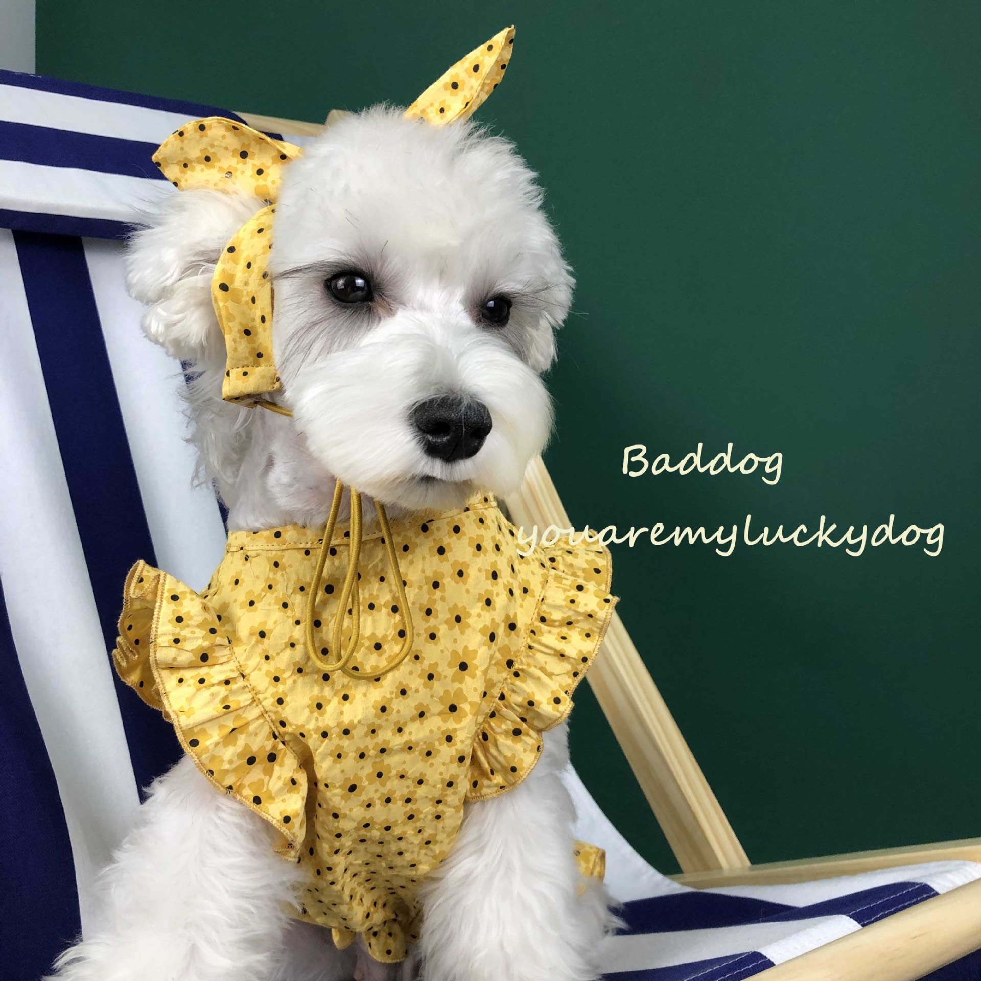 Dog Clothes Summer Thin Small Dog Dress Pet Clothes view 4