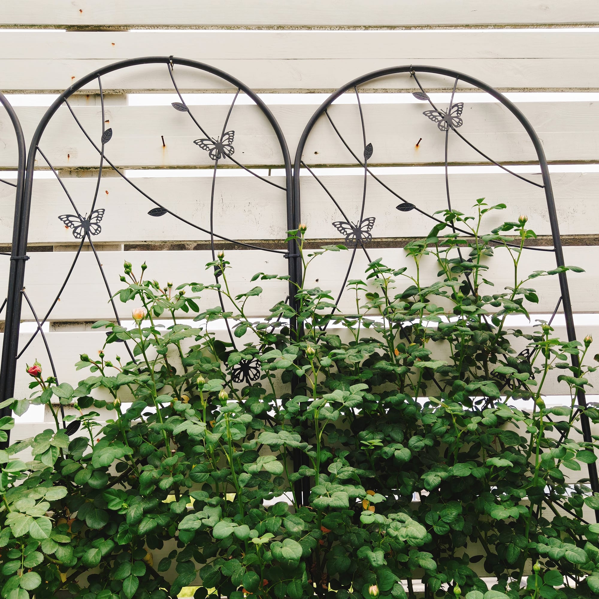 2 Pack Metal Garden Trellis 86.7 X 19.7 Rustproof Trellis For Climbing Plants Outdoor Flower Support Butterfly Deco Black