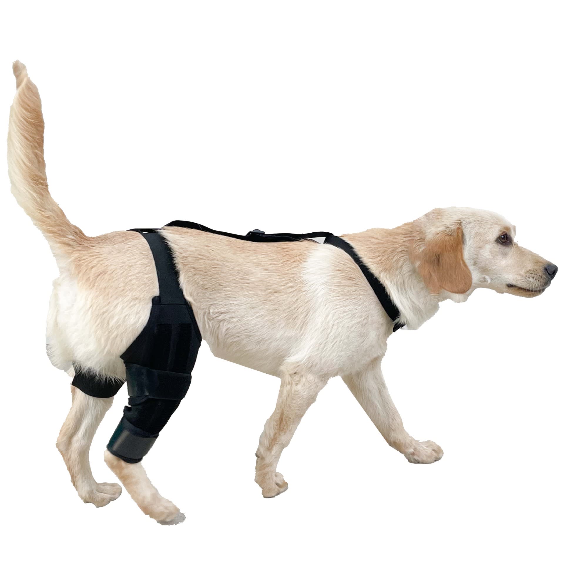 Leg Protector For Dogs Knee Brace Auxiliary Belt Joint Protection Pet Supplies Great Deal view 7