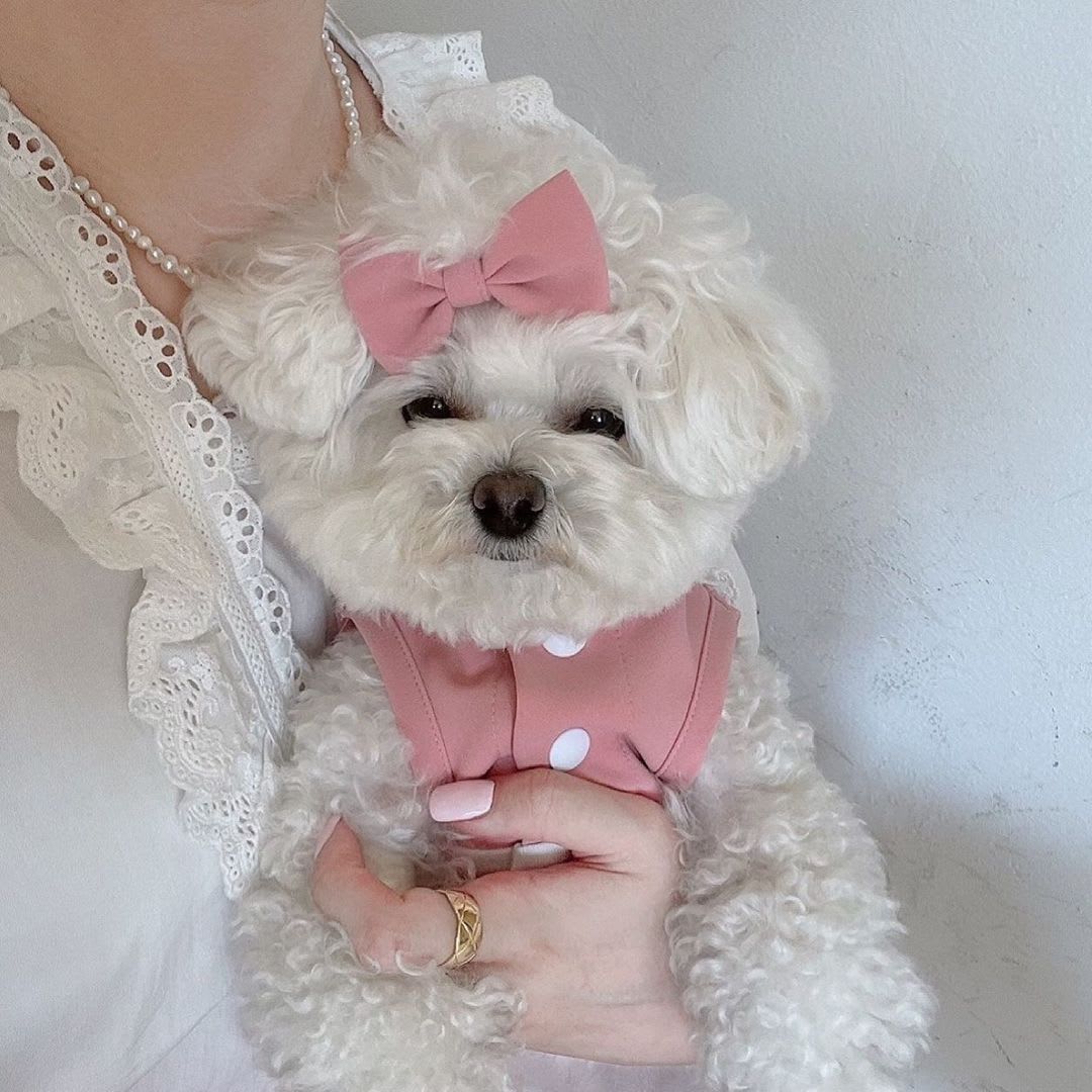 Lace Skirt Pet Dog Cat Skirt view 6
