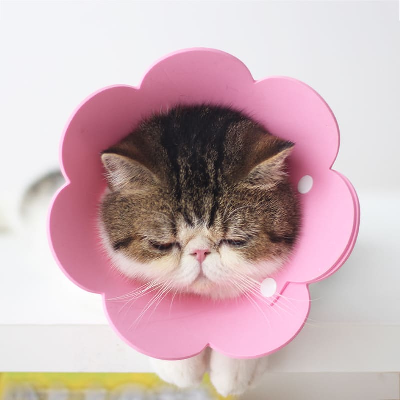 Cat Anti - Lick Shame Circle view 11