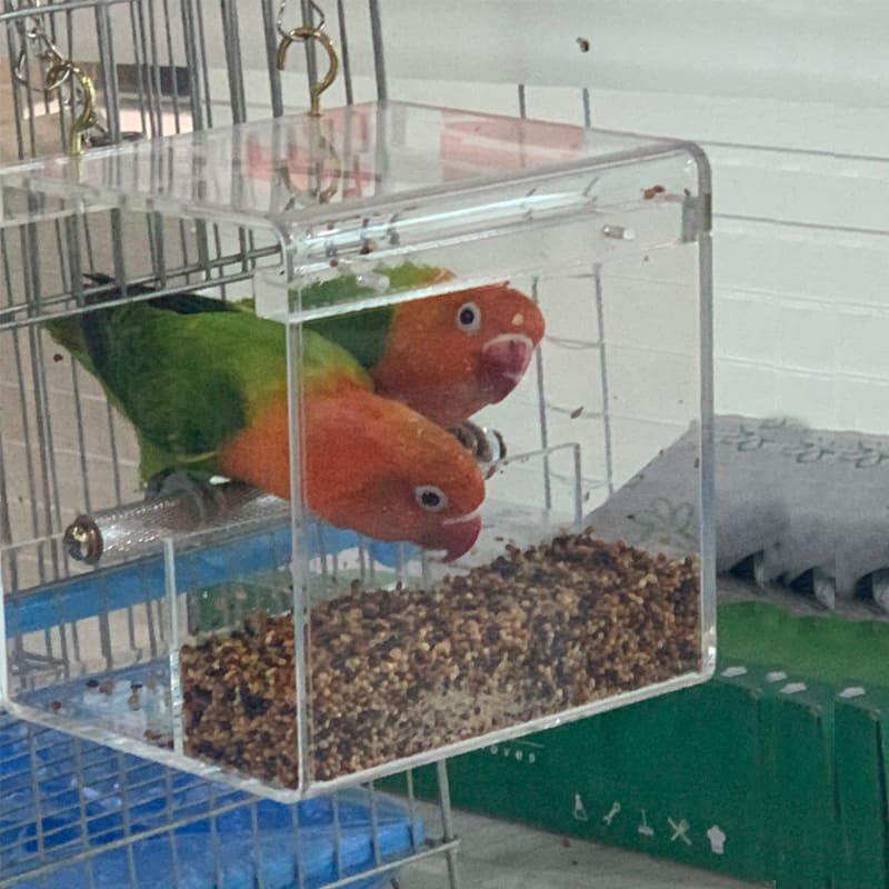 Acrylic bird feeder view 2