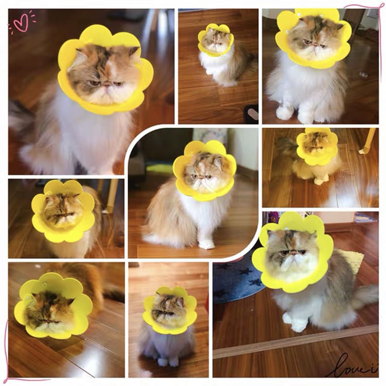 Cat Anti - Lick Shame Circle view 6