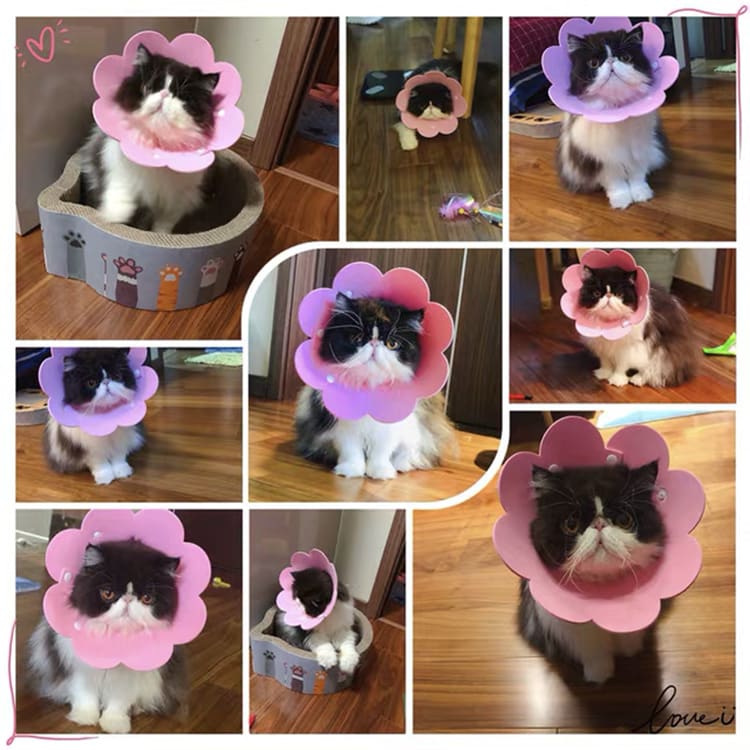 Cat Anti - Lick Shame Circle view 8