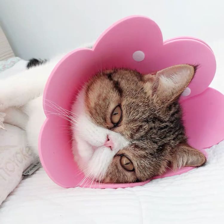 Cat Anti - Lick Shame Circle view 4