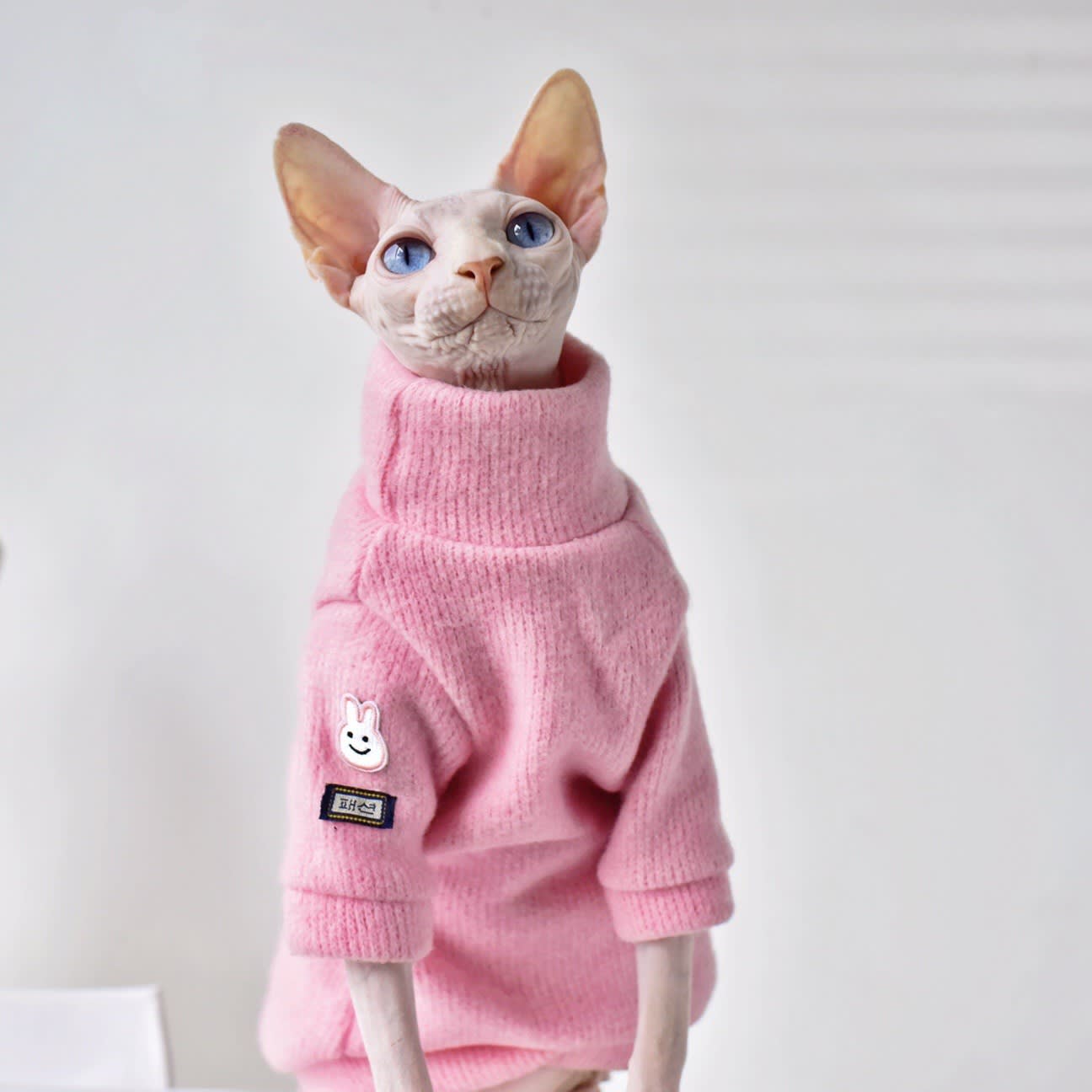 Thickened Warm Hairless Cat Coat In Winter view 4
