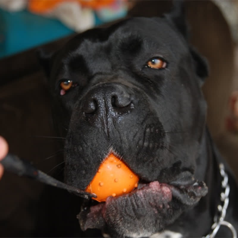Dog Training Bite Resistant Rubber Ball Small Medium-sized Large Dog Horse Dog Bianmu Molar Toy Ball view 4
