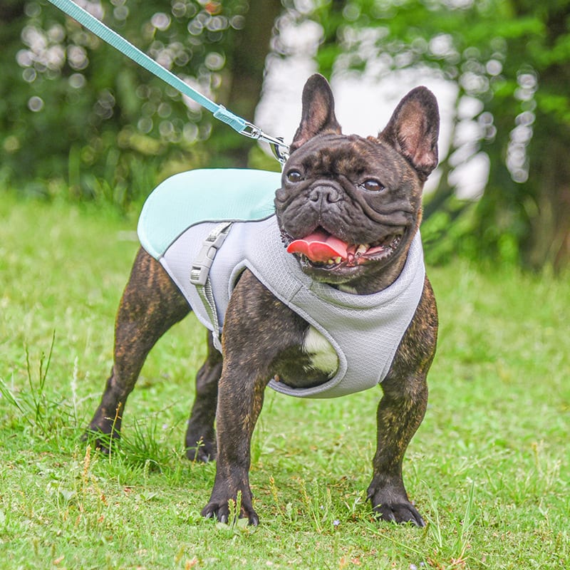 Summer Pet Outdoor Breathable Cooling Vest view 7