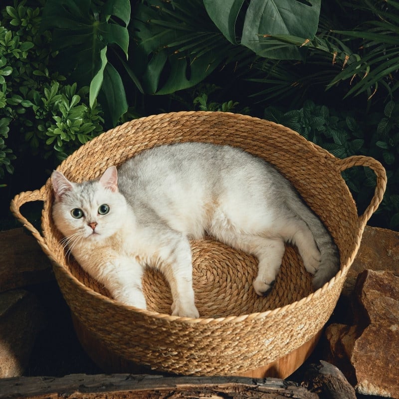 All-in-one Cattail Mat With Rattan Cat Litter view 2