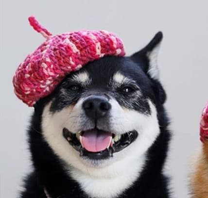 DIY Mini Mixed Color Hand-knitted Beret Cute Pet view 4
