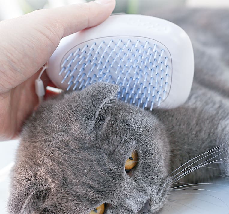 Brush Brush Cat Hair White Pet view 10
