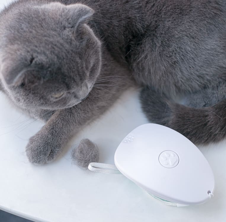 Brush Brush Cat Hair White Pet view 4