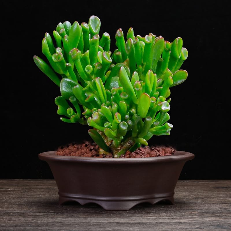 Orchid Grass Succulent Purple Sand Flowerpot view 6