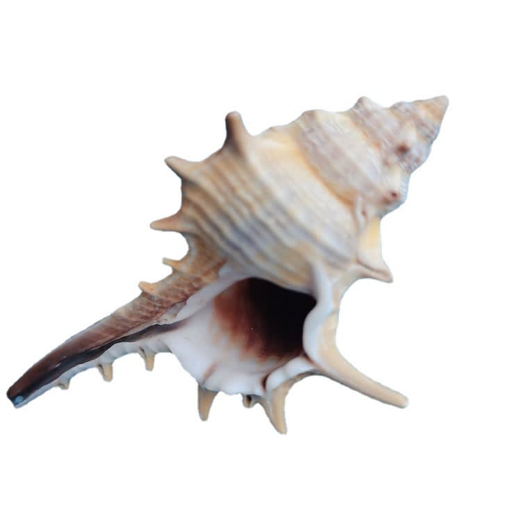 Natural Shell Conch Conch 5-9cm Home Fish Tank Micro Landscape Decoration view 7