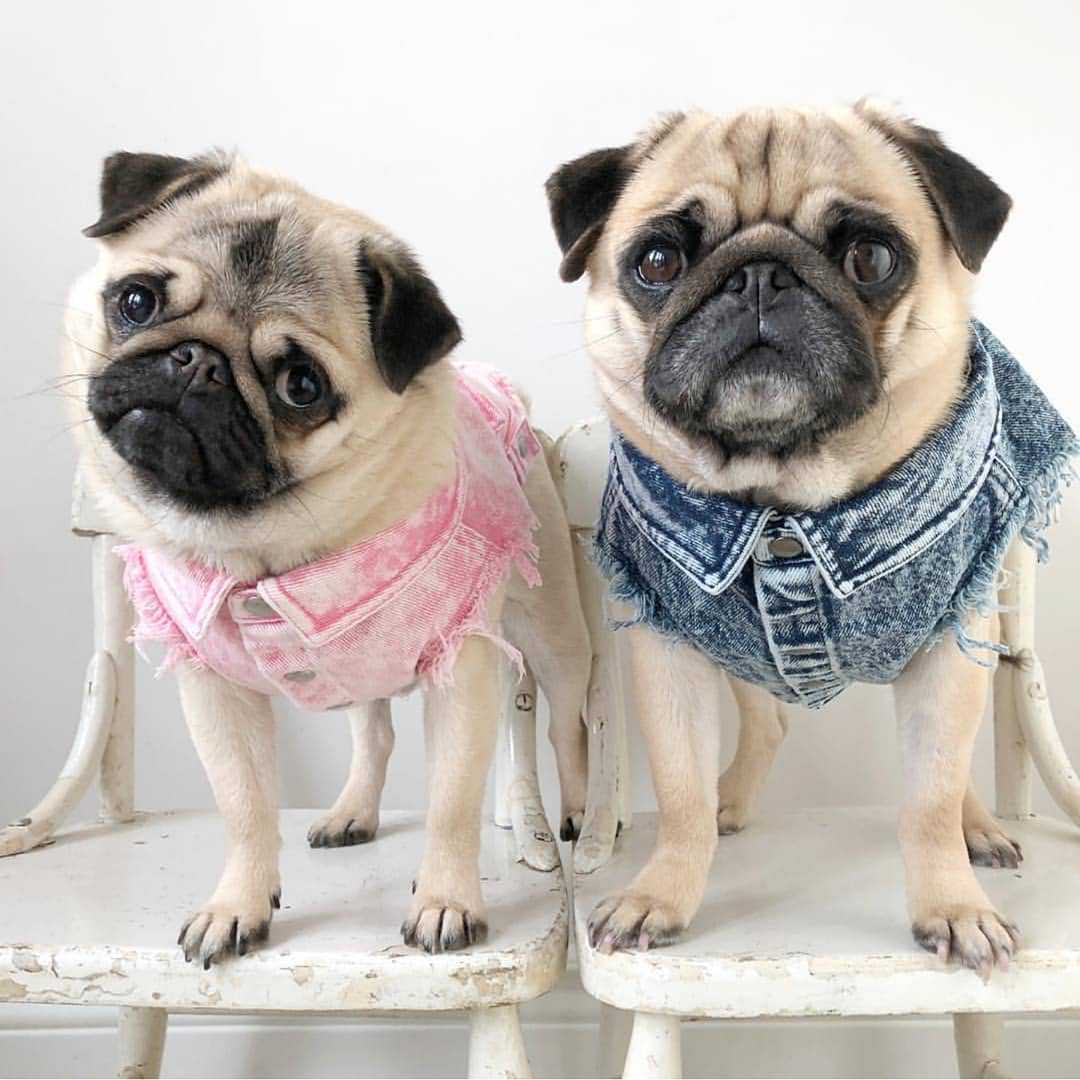 Pet Dog Washed Denim Jacket Clothes view 7