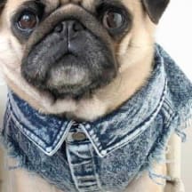 Pet Dog Washed Denim Jacket Clothes view 13