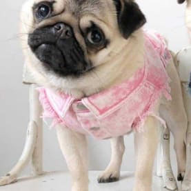 Pet Dog Washed Denim Jacket Clothes view 8