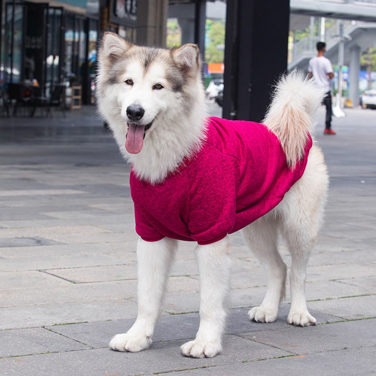 Dog Wool Warm And Comfortable Sweater view 4