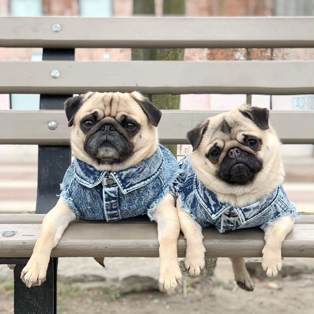 Pet Dog Washed Denim Jacket Clothes view 5