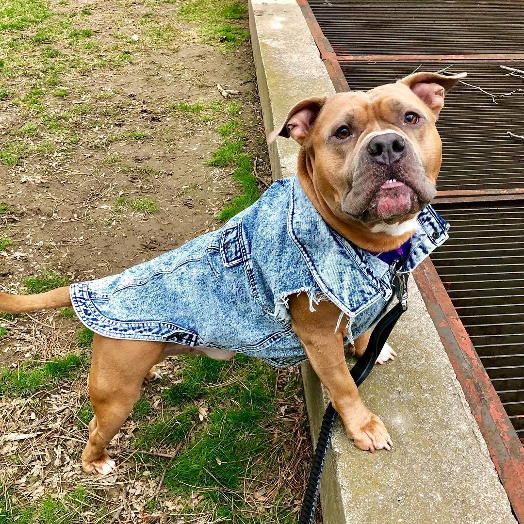 Pet Dog Washed Denim Jacket Clothes view 12