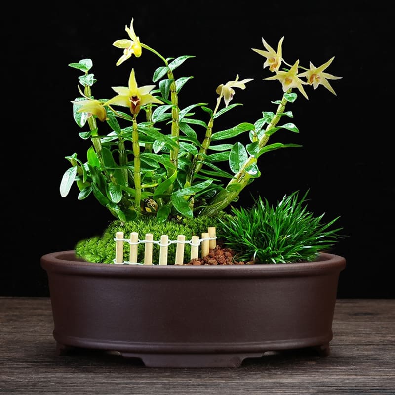 Orchid Grass Succulent Purple Sand Flowerpot view 2