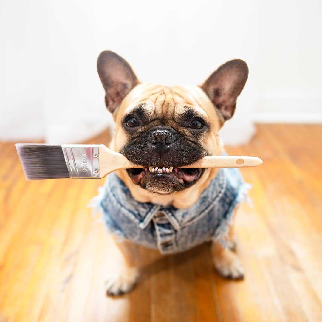 Pet Dog Washed Denim Jacket Clothes view 17