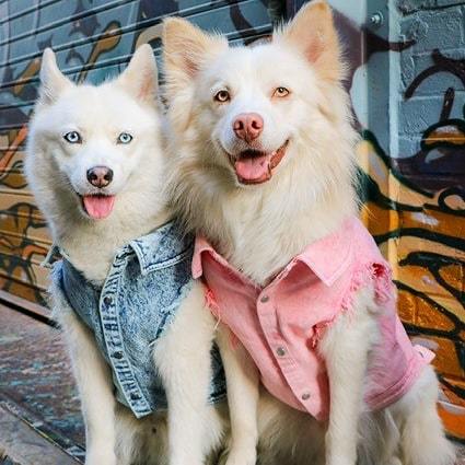 Pet Dog Washed Denim Jacket Clothes view 2