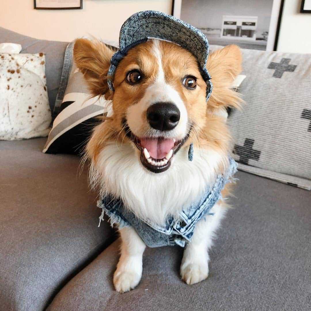 Pet Dog Washed Denim Jacket Clothes view 9