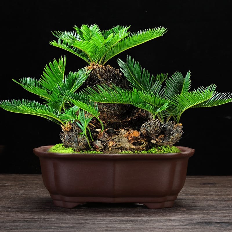 Orchid Grass Succulent Purple Sand Flowerpot view 3