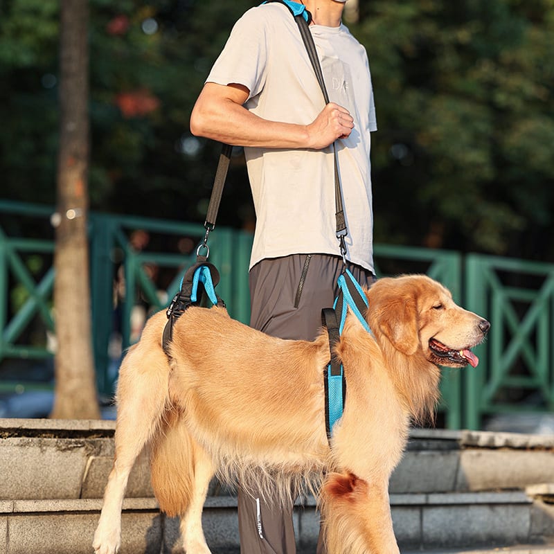 Pet Supplies Dog Auxiliary Strap view 3