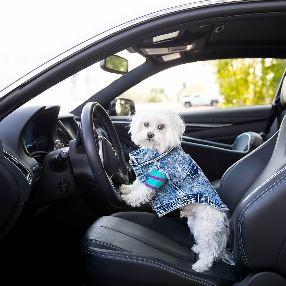 Pet Dog Washed Denim Jacket Clothes view 4