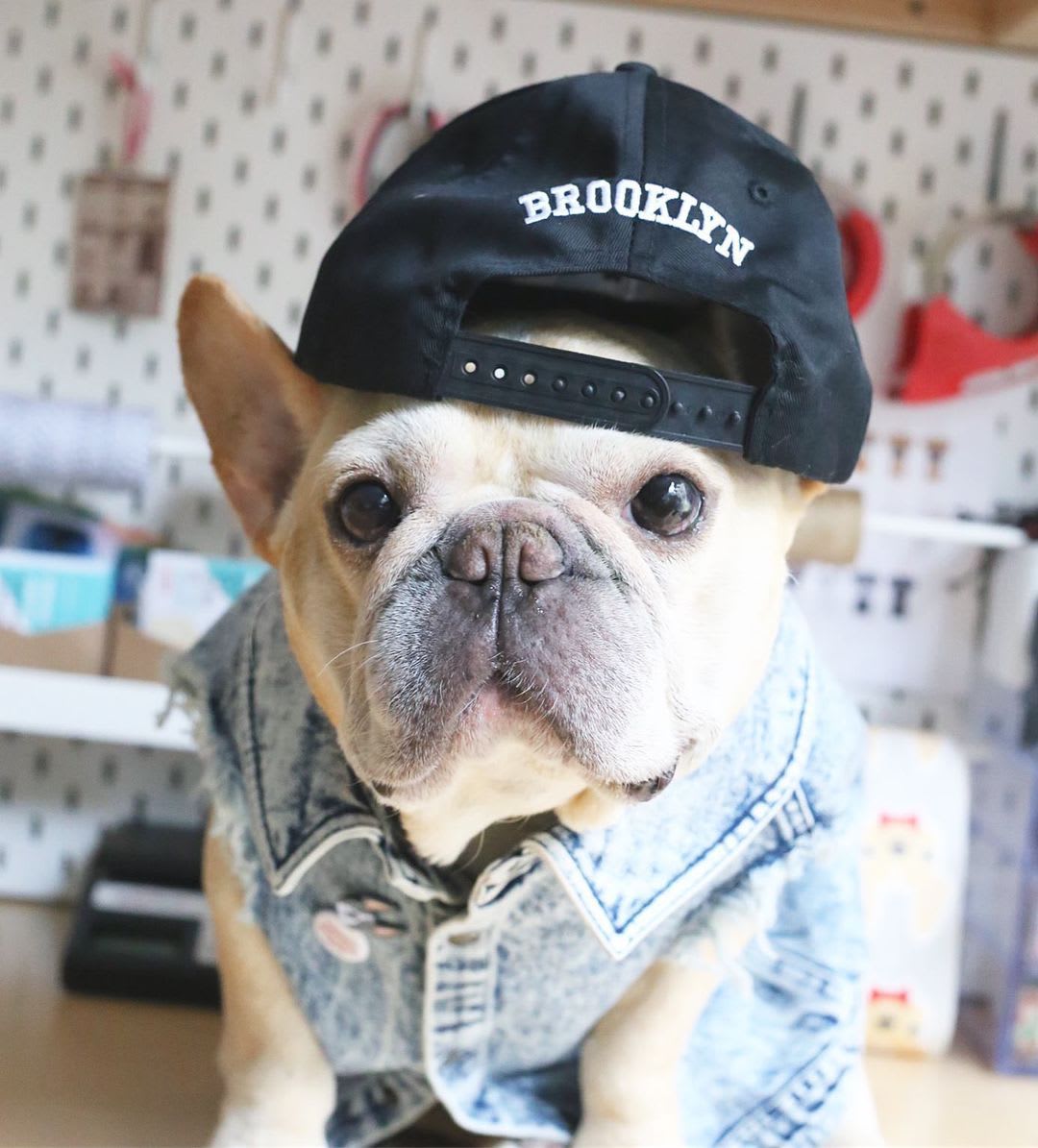 Pet Dog Washed Denim Jacket Clothes view 19