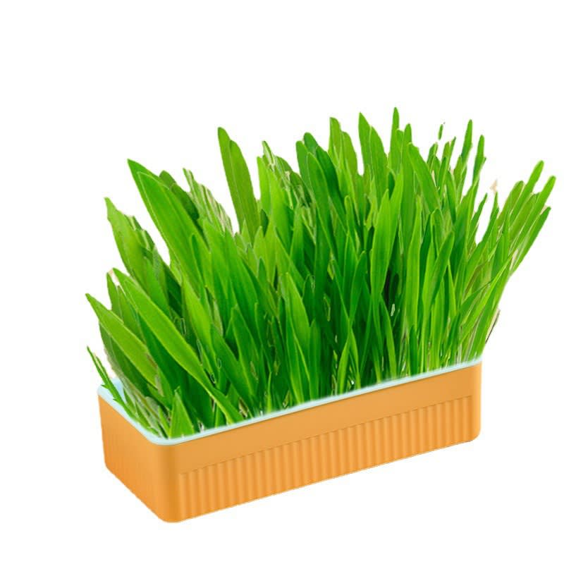 Hydroponic Cat Grass Box Soilless Planting Cat Suit view 4