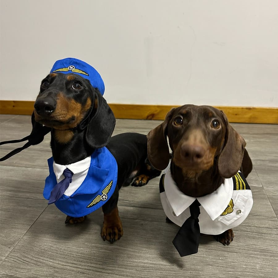 Dachshund Dog Funny Clothes Halloween Suit view 4
