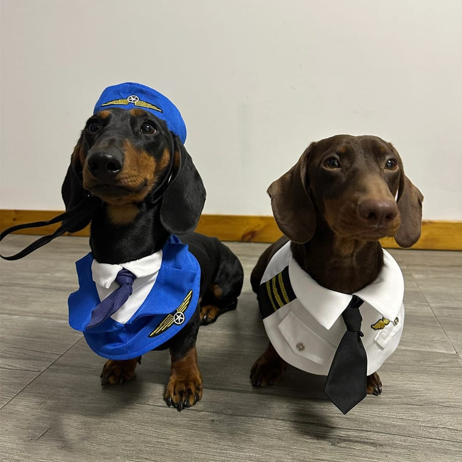 Dachshund Dog Funny Clothes Halloween Suit view 5