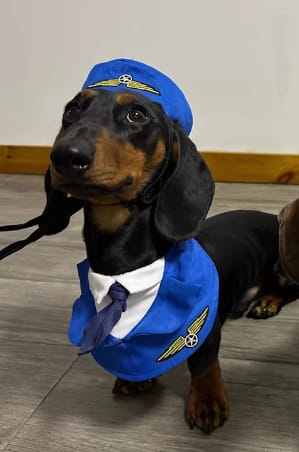Dachshund Dog Funny Clothes Halloween Suit view 2