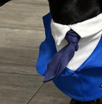 Dachshund Dog Funny Clothes Halloween Suit view 6