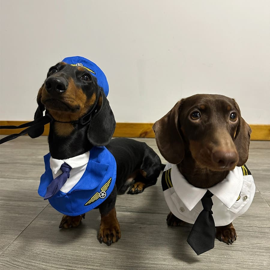 Dachshund Dog Funny Clothes Halloween Suit view 7