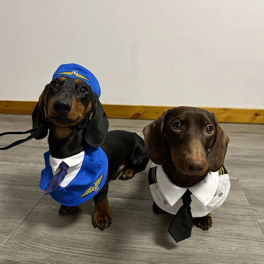 Dachshund Dog Funny Clothes Halloween Suit view 3